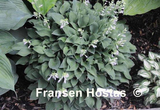 Hosta Popo